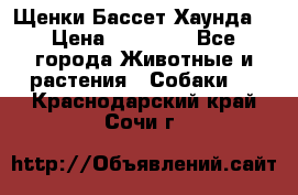 Щенки Бассет Хаунда  › Цена ­ 25 000 - Все города Животные и растения » Собаки   . Краснодарский край,Сочи г.